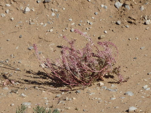 GDMBR: That pretty flowering shrub is a Sticker Bush.